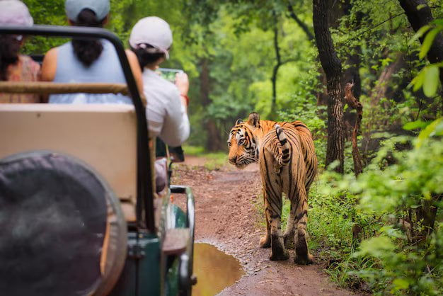 view-tiger