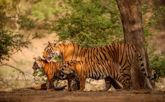 amazing-bengal-tigers-transformed