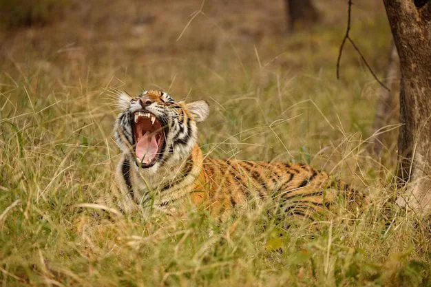 tiger-nature-walking-head